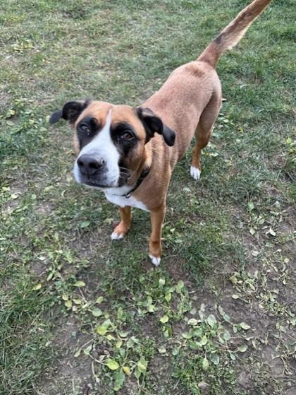 Hunter, ADOPTABLE, Adult Female American Bulldog.