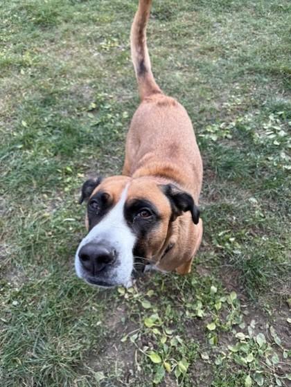 Enlarge Hunter, a ADOPTABLE mixed breed in Whitby, ON image 2/2