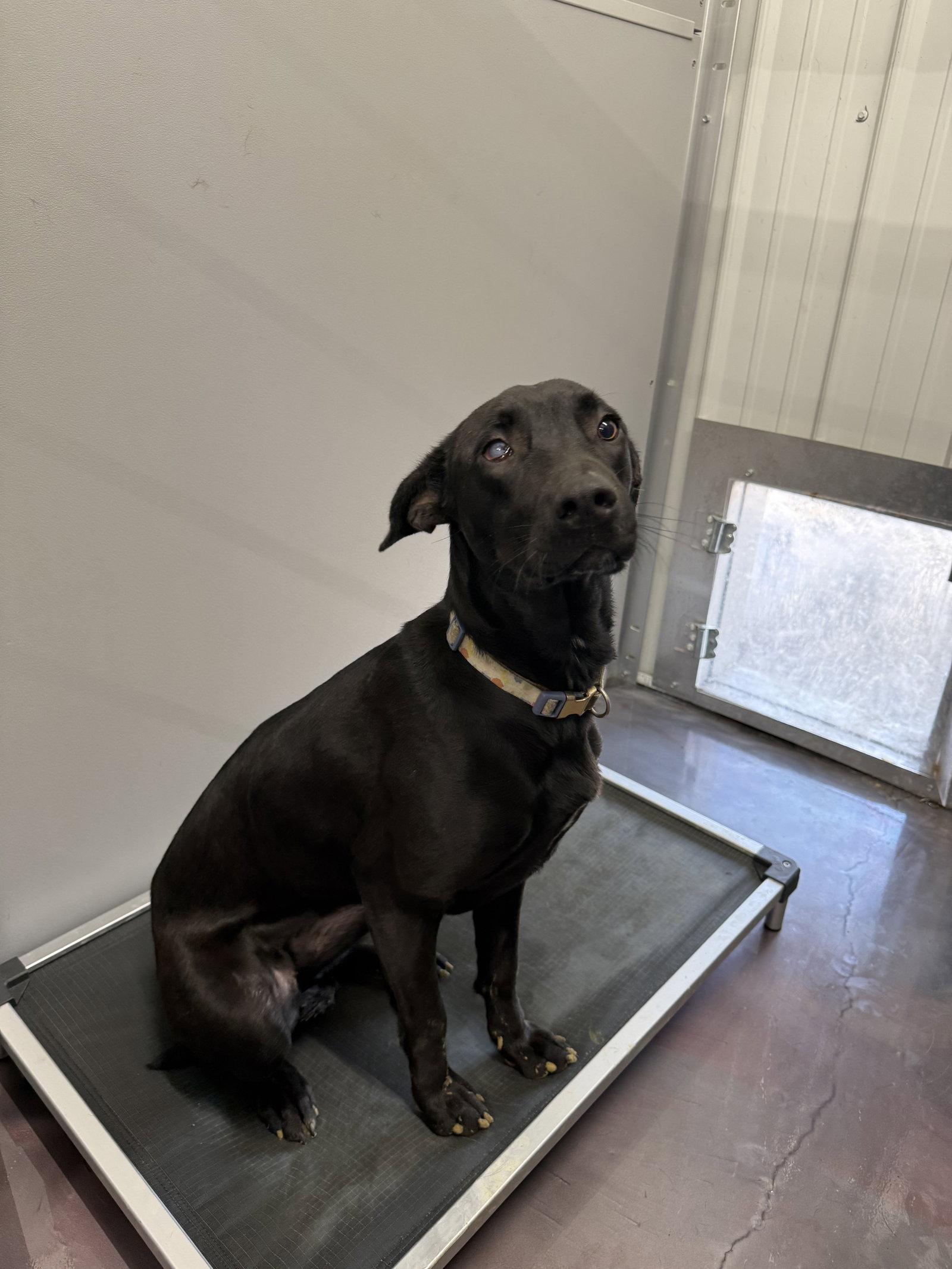 Daiquiri, Adoptable, Young Female Labrador Retriever.