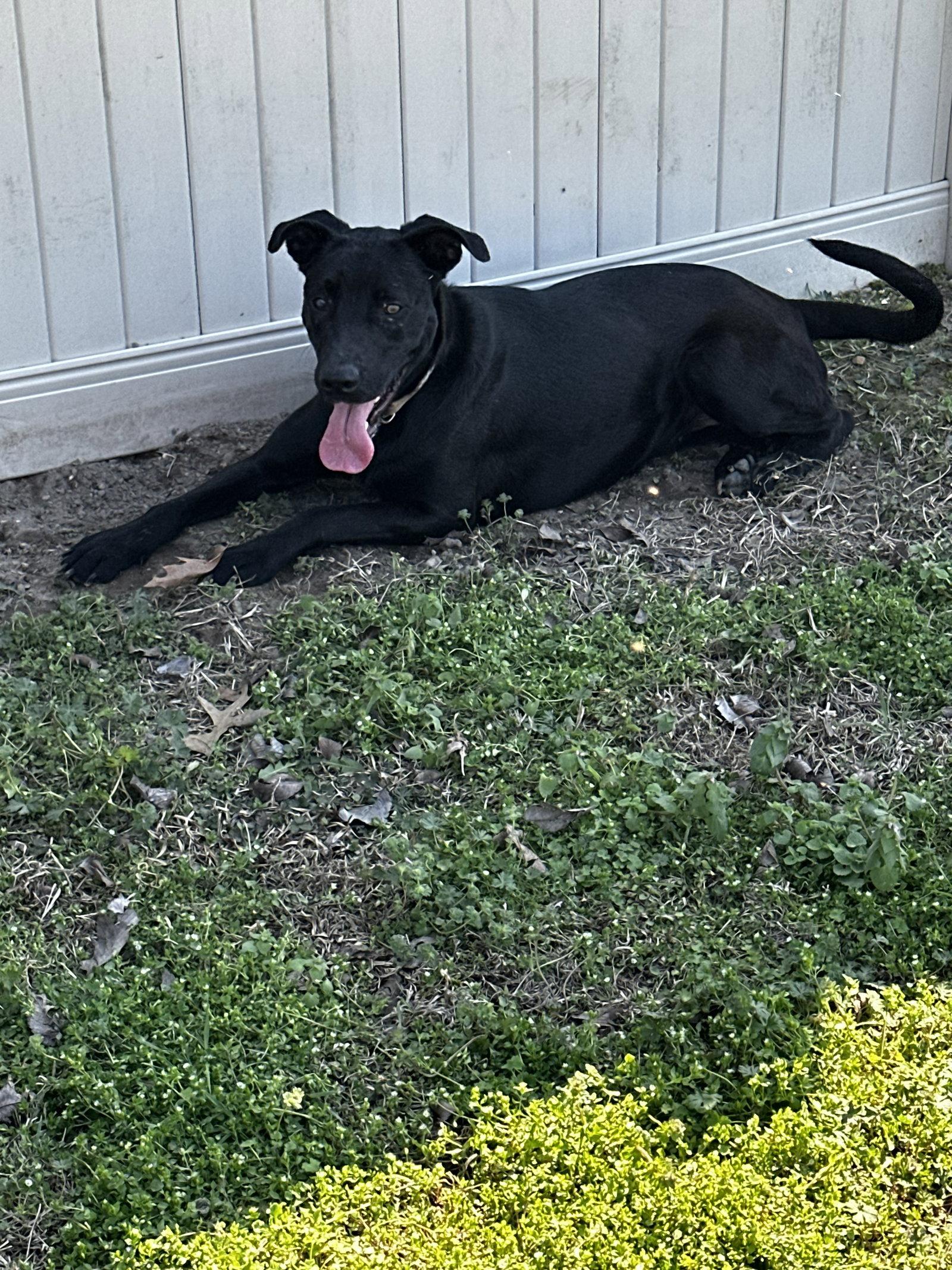 Enlarge Daiquiri, a Adoptable Labrador Retriever in Corning, AR image 2/2