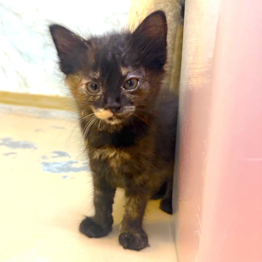 PRIM, ADOPTABLE, Kitten Female Tortoiseshell.