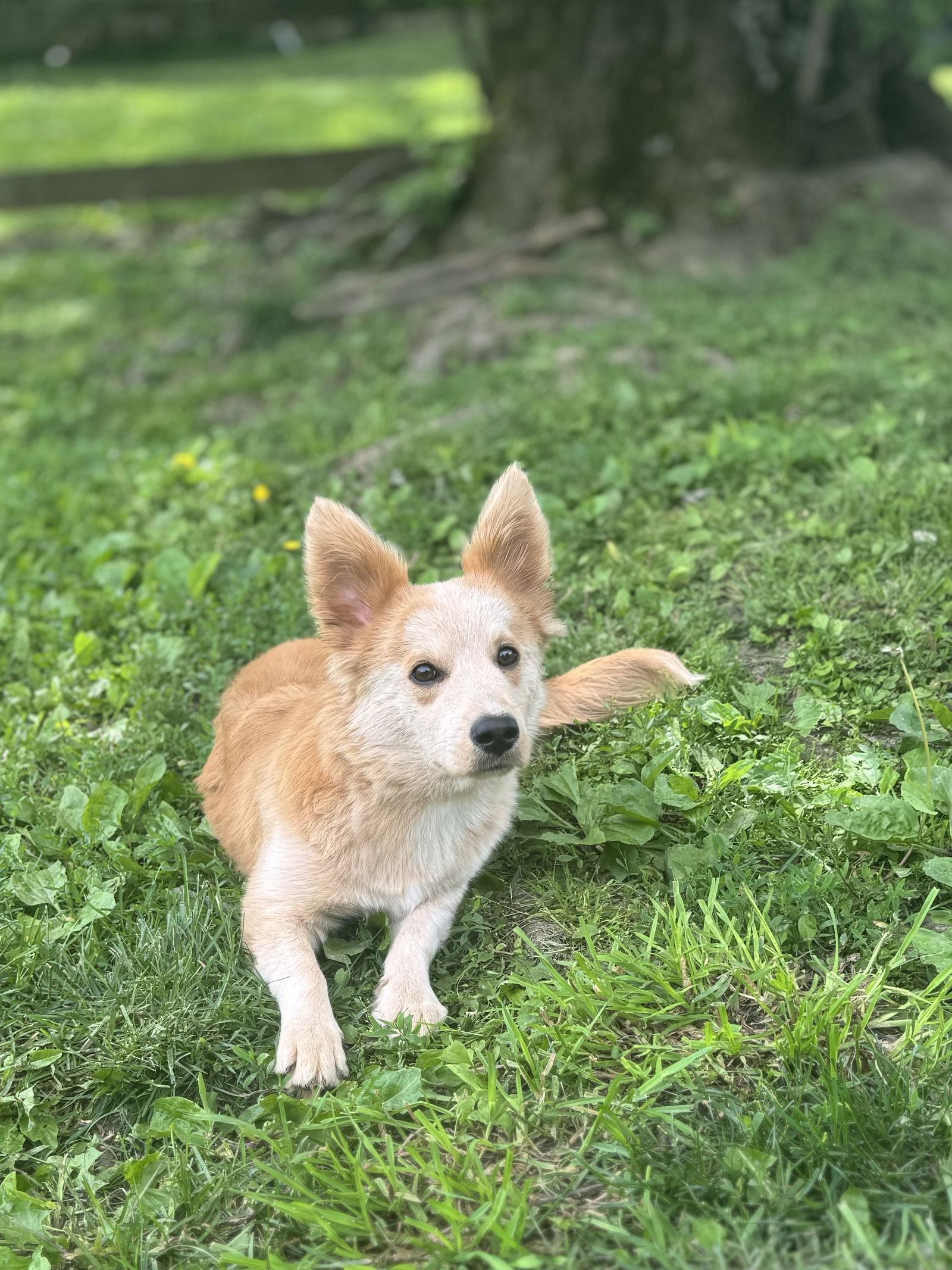 Finn, a Adoptable Corgi in Florence, KY image 1/3