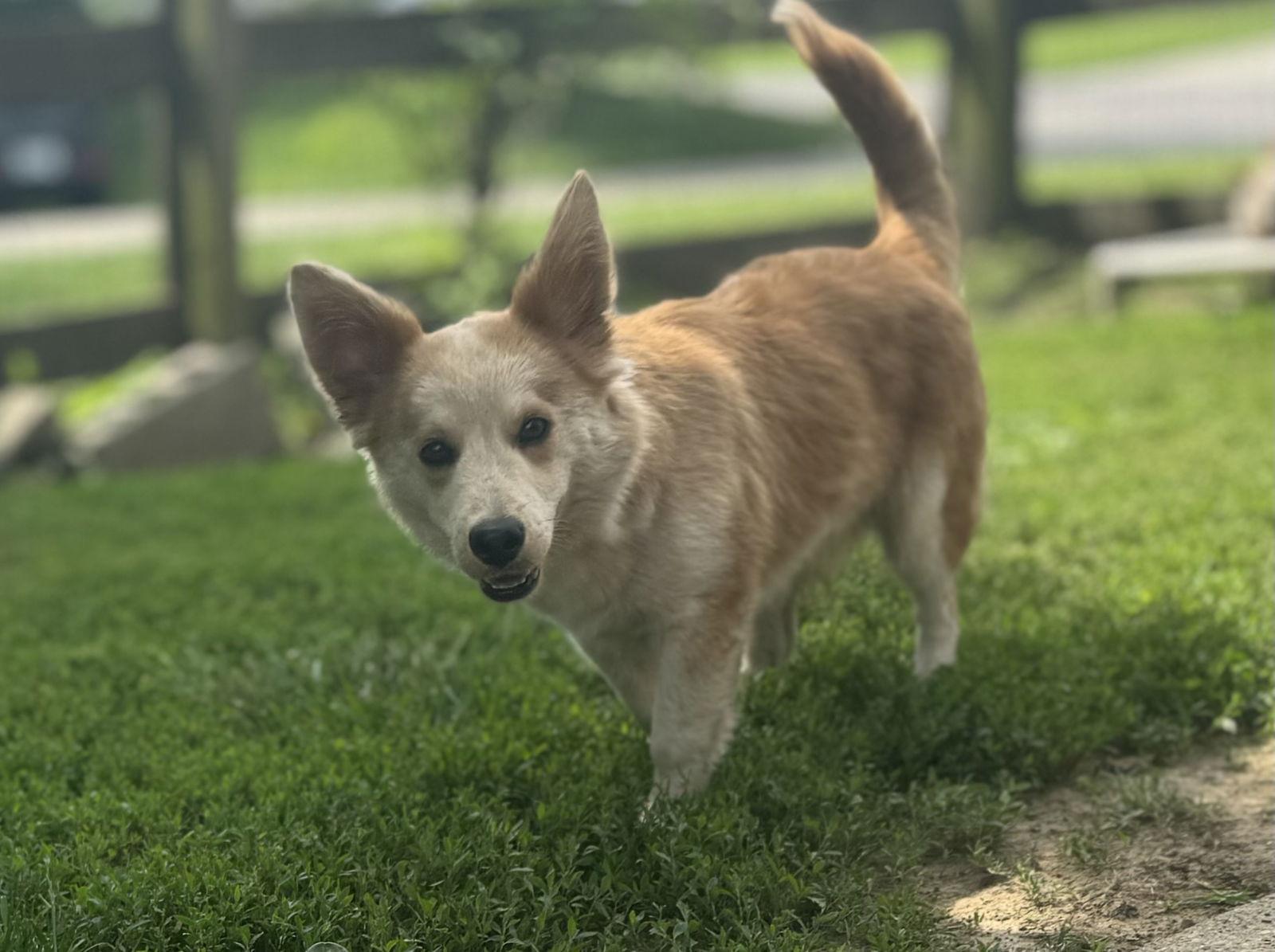 Finn, a Adoptable Corgi in Florence, KY image 2/3