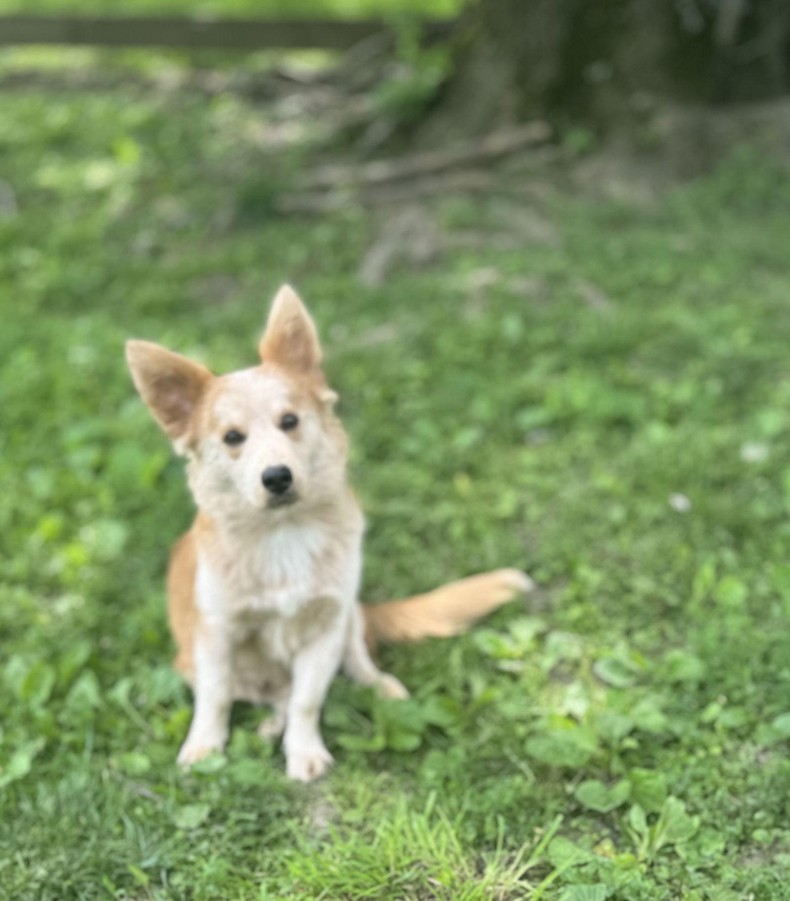Finn, a Adoptable Corgi in Florence, KY image 3/3