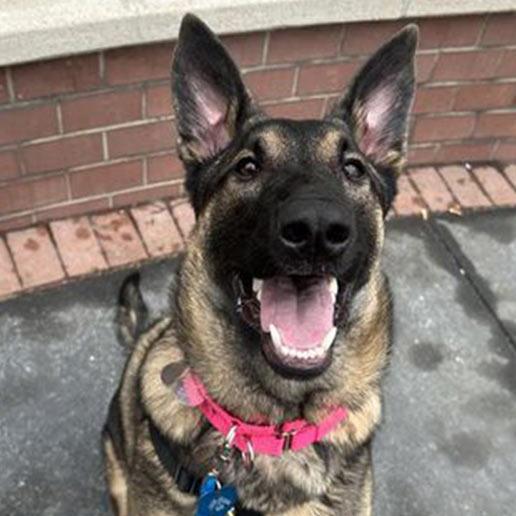 Enlarge Lafayette, a Adoptable Mixed Breed in New York, NY image 1/3