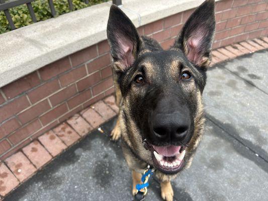 Enlarge Lafayette, a Adoptable Mixed Breed in New York, NY image 2/3