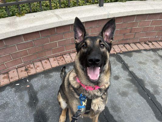 Enlarge Lafayette, a Adoptable Mixed Breed in New York, NY image 3/3