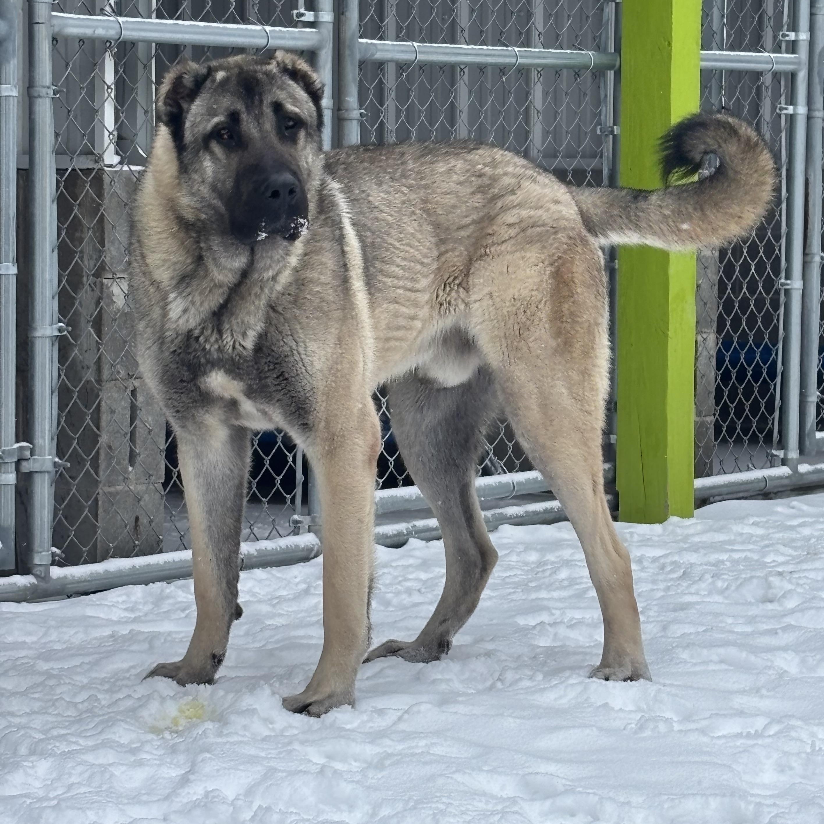 Ragnar, adopted, Young Male Turkish Kangal.