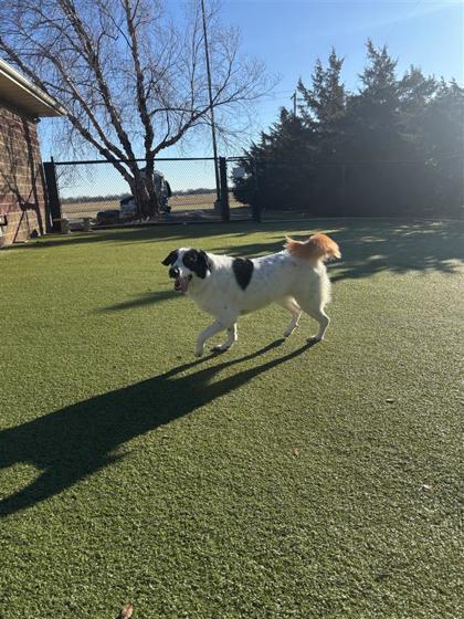 Enlarge Cupid, a Adoptable mixed breed in Hutchinson, KS image 1/2