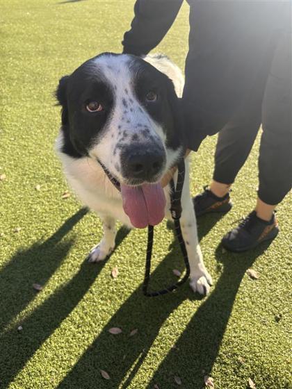 Enlarge Cupid, a Adoptable mixed breed in Hutchinson, KS image 2/2