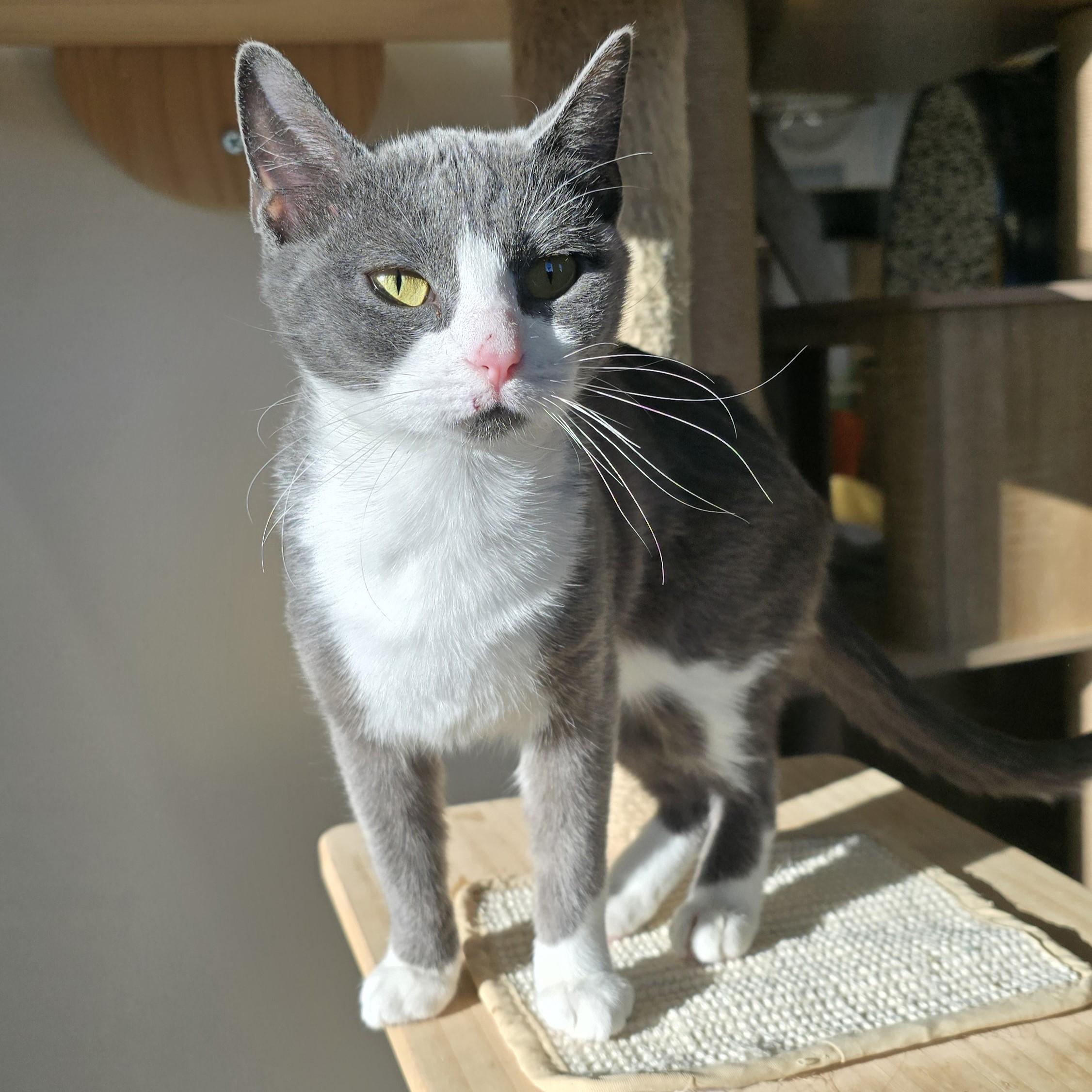 Enlarge Cleo, a Adoptable Domestic Short Hair in Nashville, TN image 5/6