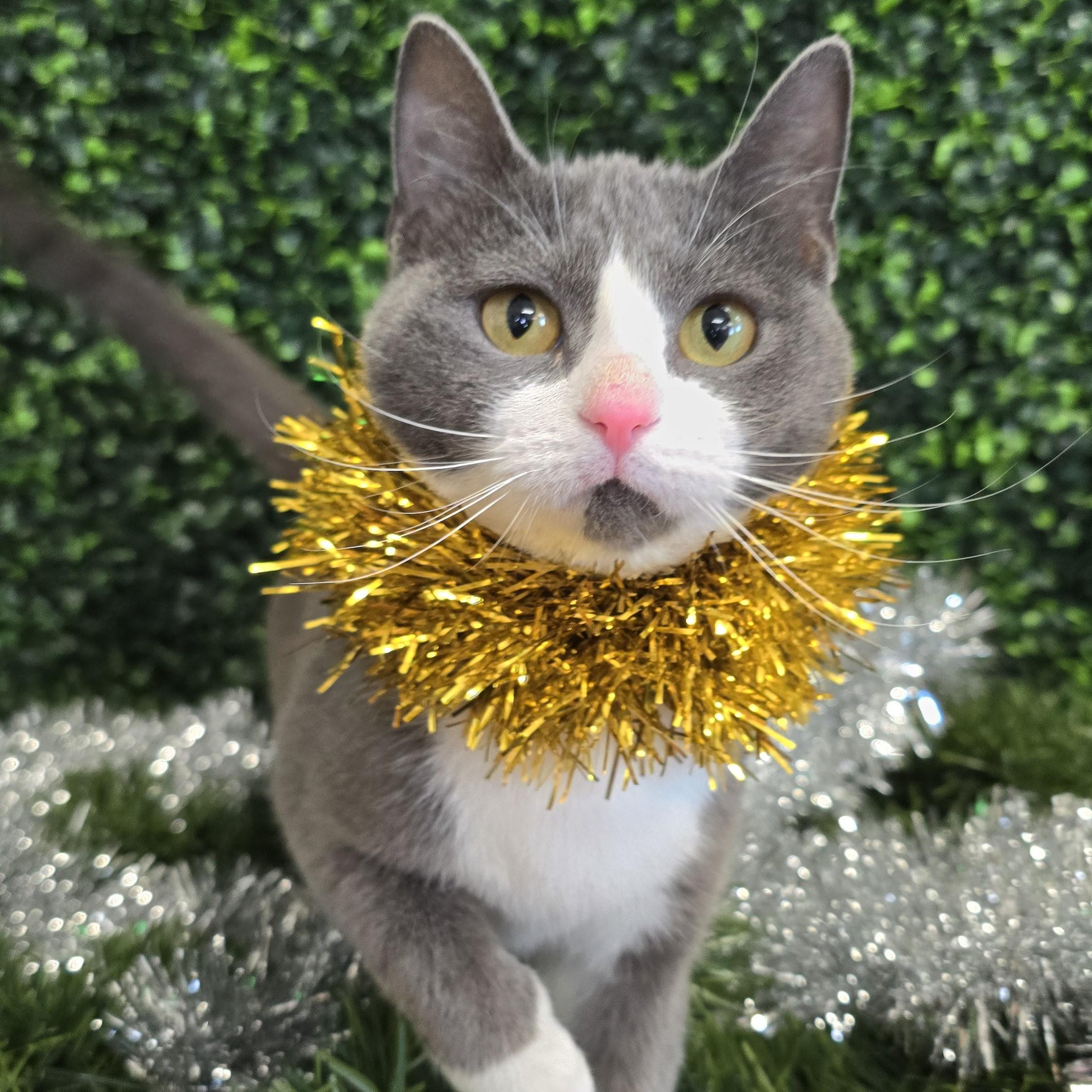 Enlarge Cleo, a Adoptable Domestic Short Hair in Nashville, TN image 2/6