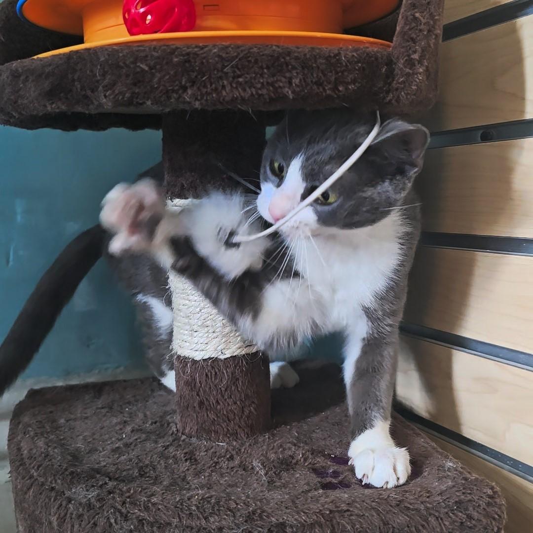 Enlarge Cleo, a Adoptable Domestic Short Hair in Nashville, TN image 6/6