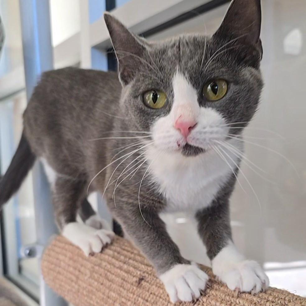 Enlarge Cleo, a Adoptable Domestic Short Hair in Nashville, TN image 3/6