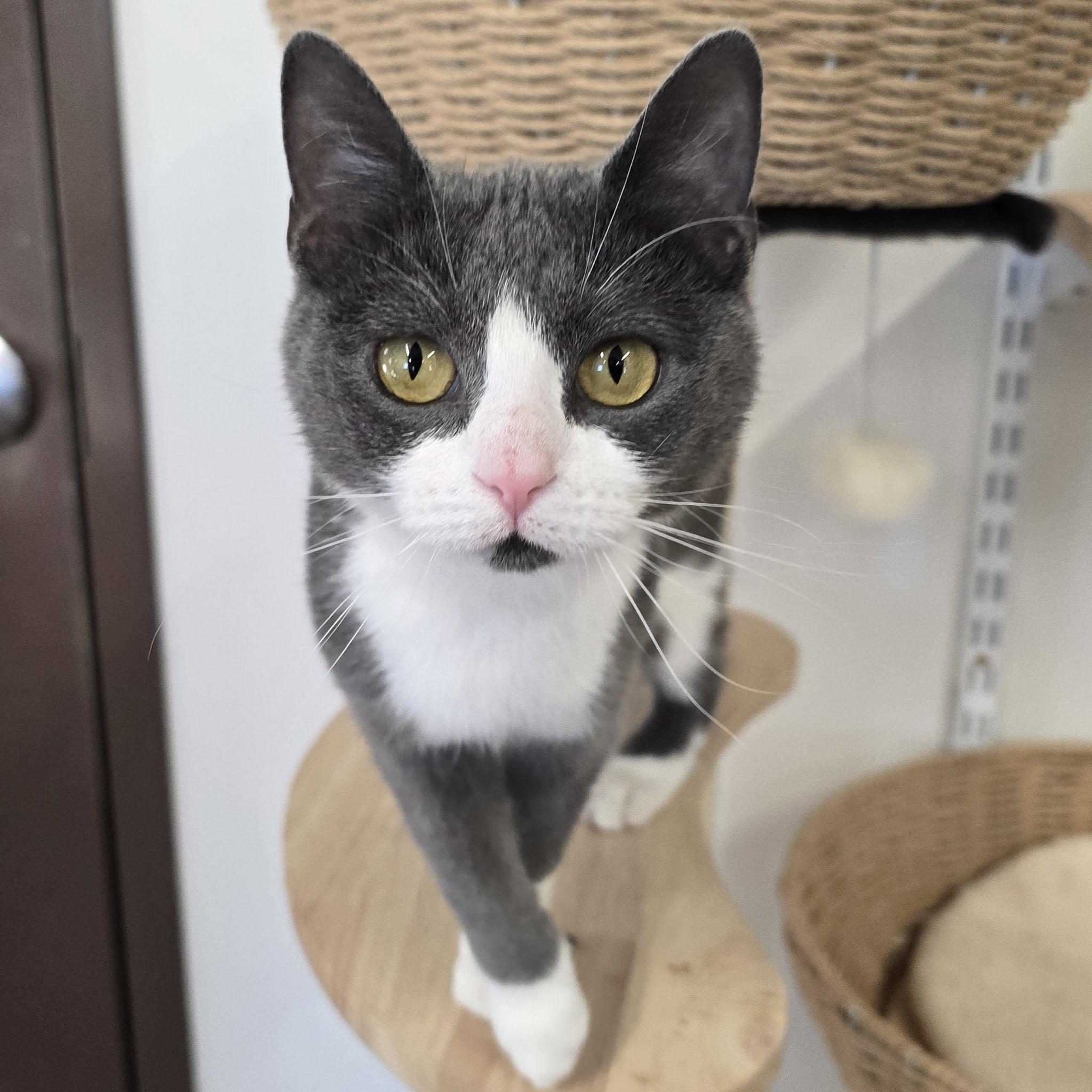 Cleo, Adoptable, Adult Female Domestic Short Hair.