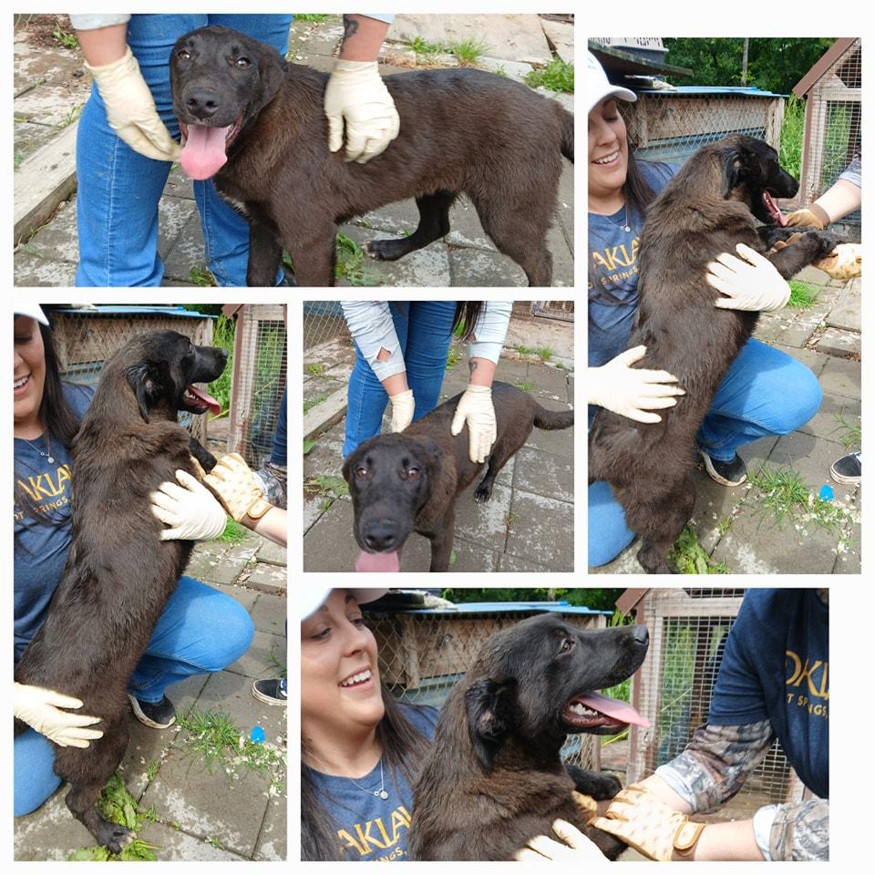 Hermoine, an adoptable Chocolate Labrador Retriever in Lonsdale, AR_image-1