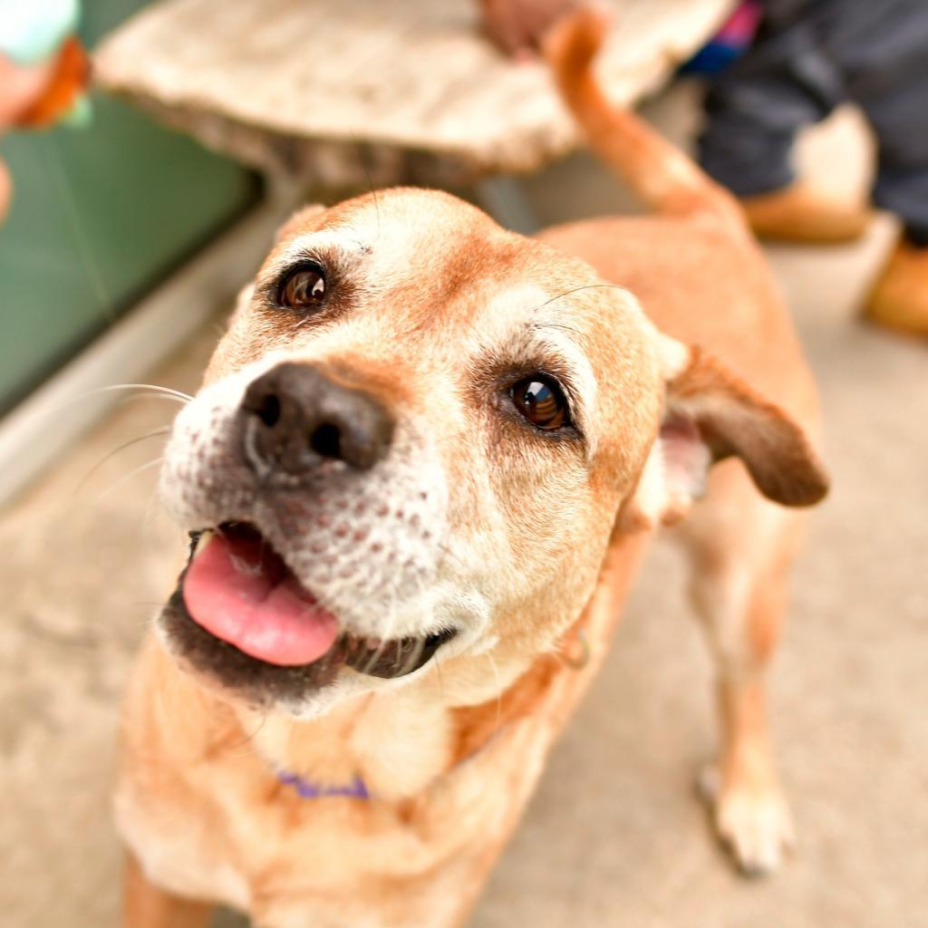 Cotton, Adoptable, Senior Female Pit Bull Terrier.