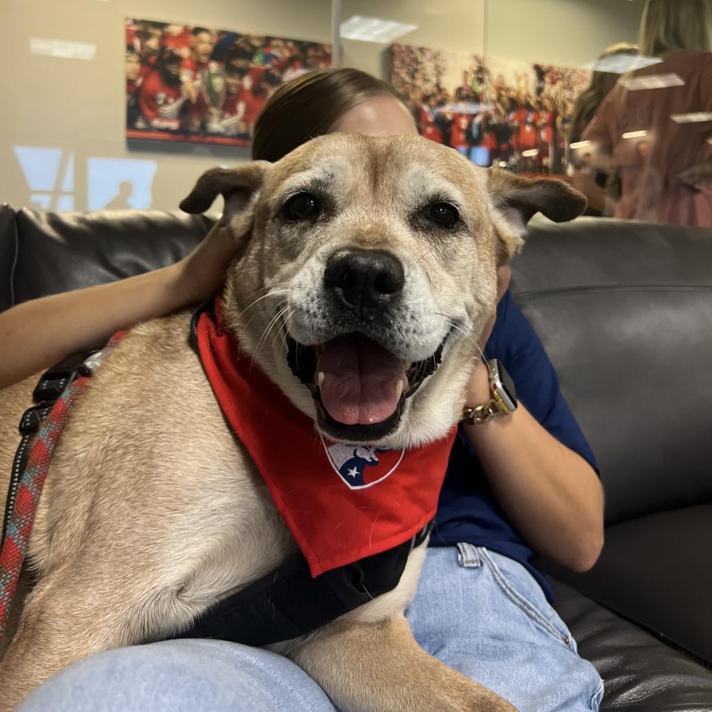 Enlarge Cotton, a Adoptable Pit Bull Terrier in Dallas, TX image 2/6