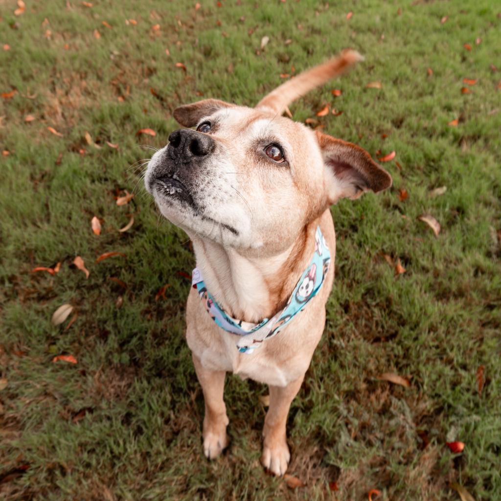 Enlarge Cotton, a Adoptable Pit Bull Terrier in Dallas, TX image 3/6