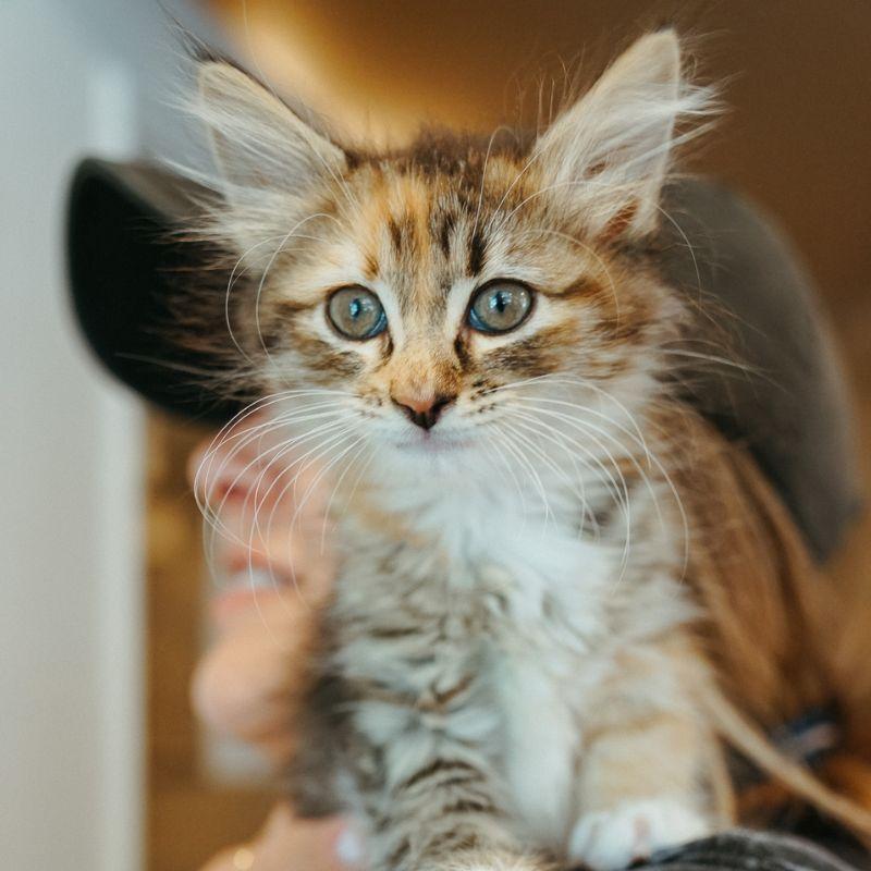 Shrimp, adopted, Kitten Female Domestic Medium Hair.