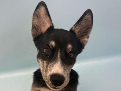 Enlarge Bailey, a Adoptable mixed breed in Woodbury, MN image 1/1