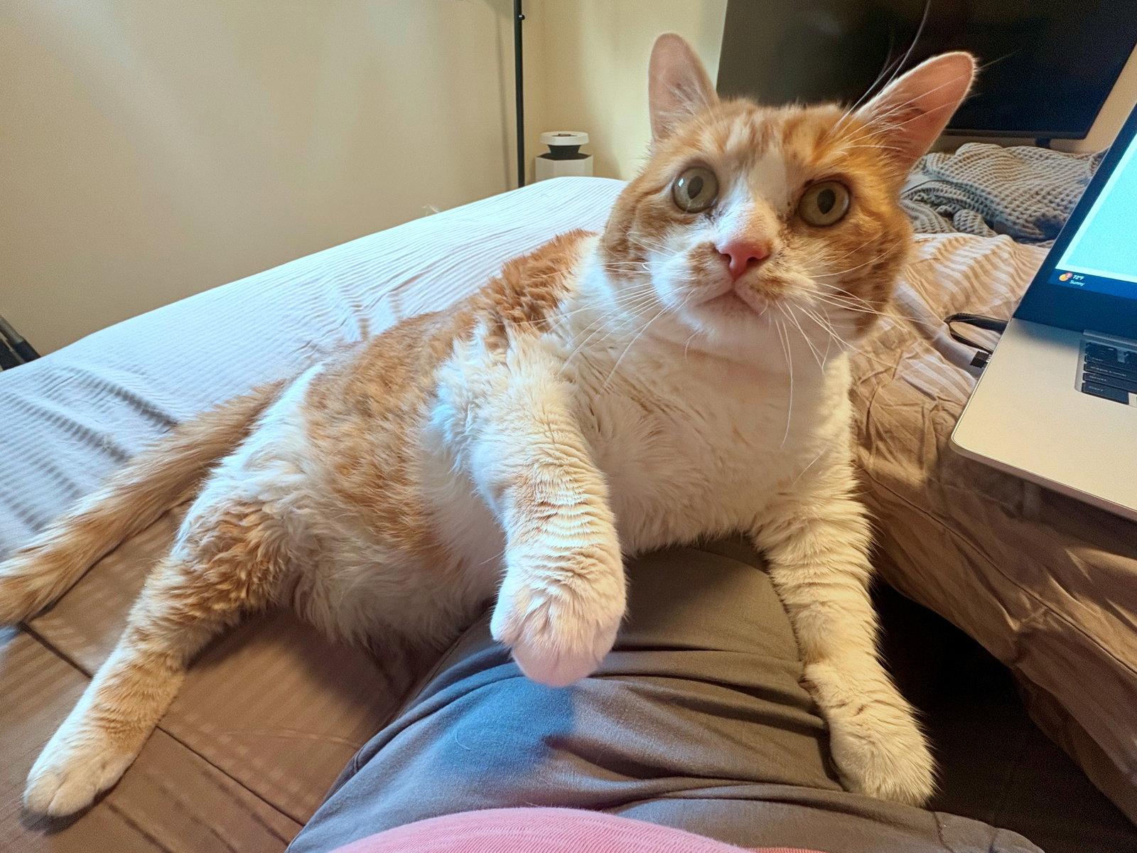 PERCIVAL #1922 - Offered by Owner - Xtra Large!, a Adopted mixed breed in Hillsboro, OR image 2/3