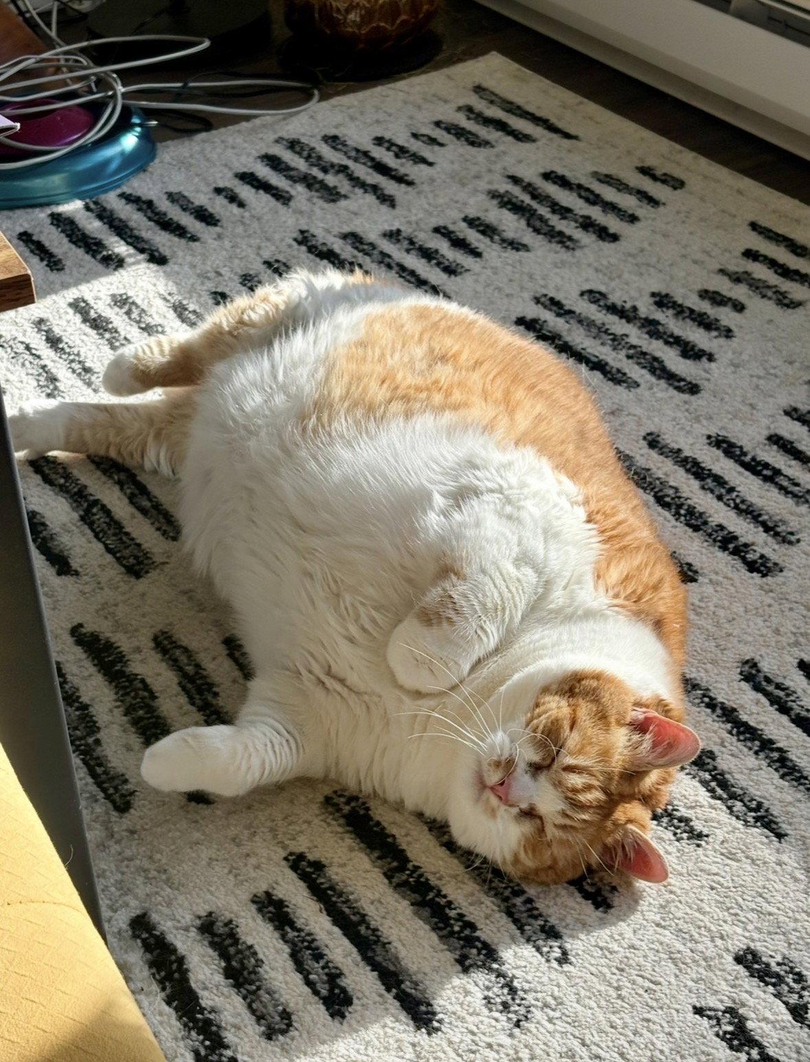 PERCIVAL #1922 - Offered by Owner - Xtra Large!, a Adopted mixed breed in Hillsboro, OR image 3/3
