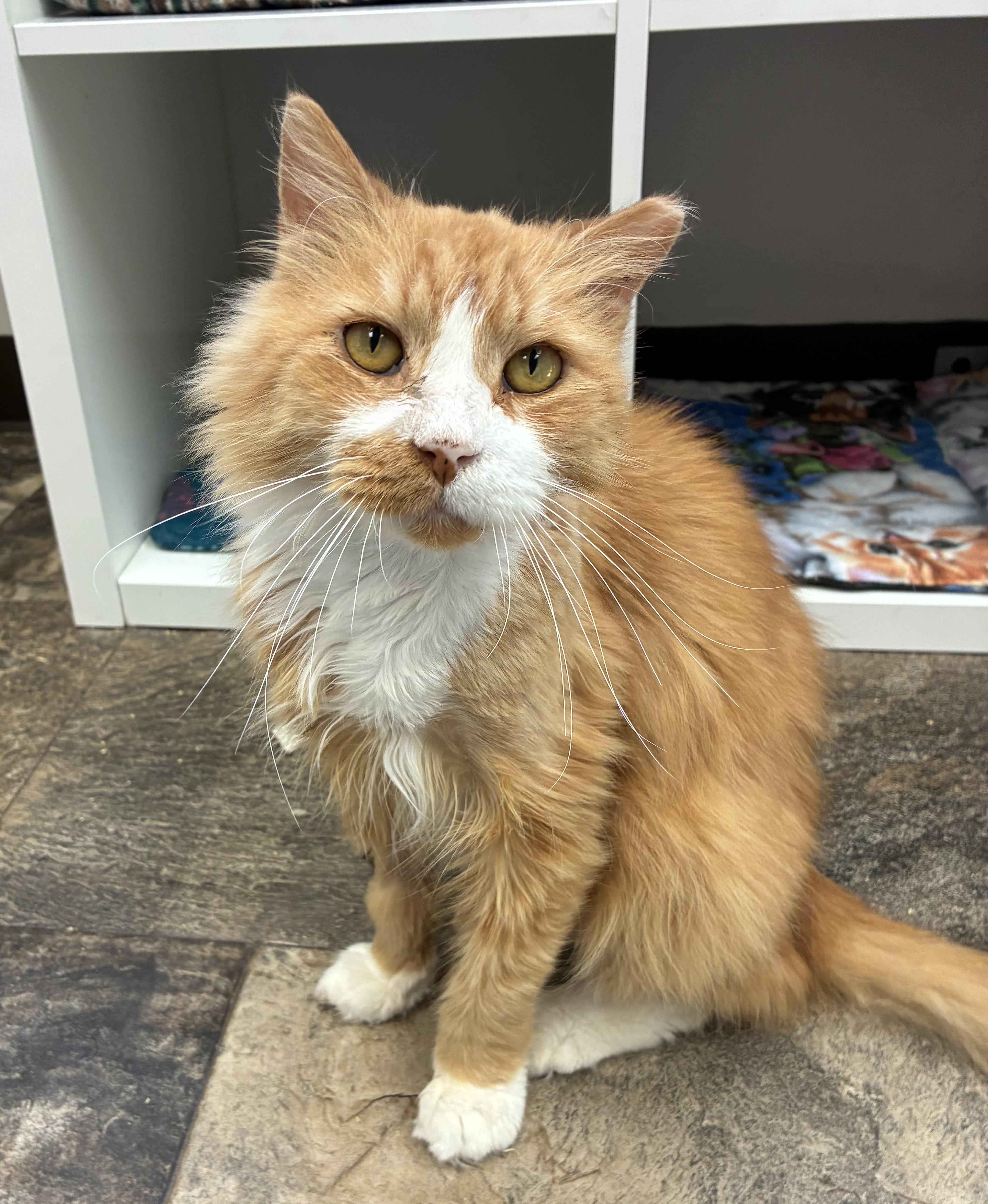 Nutter Butter (FIV+)