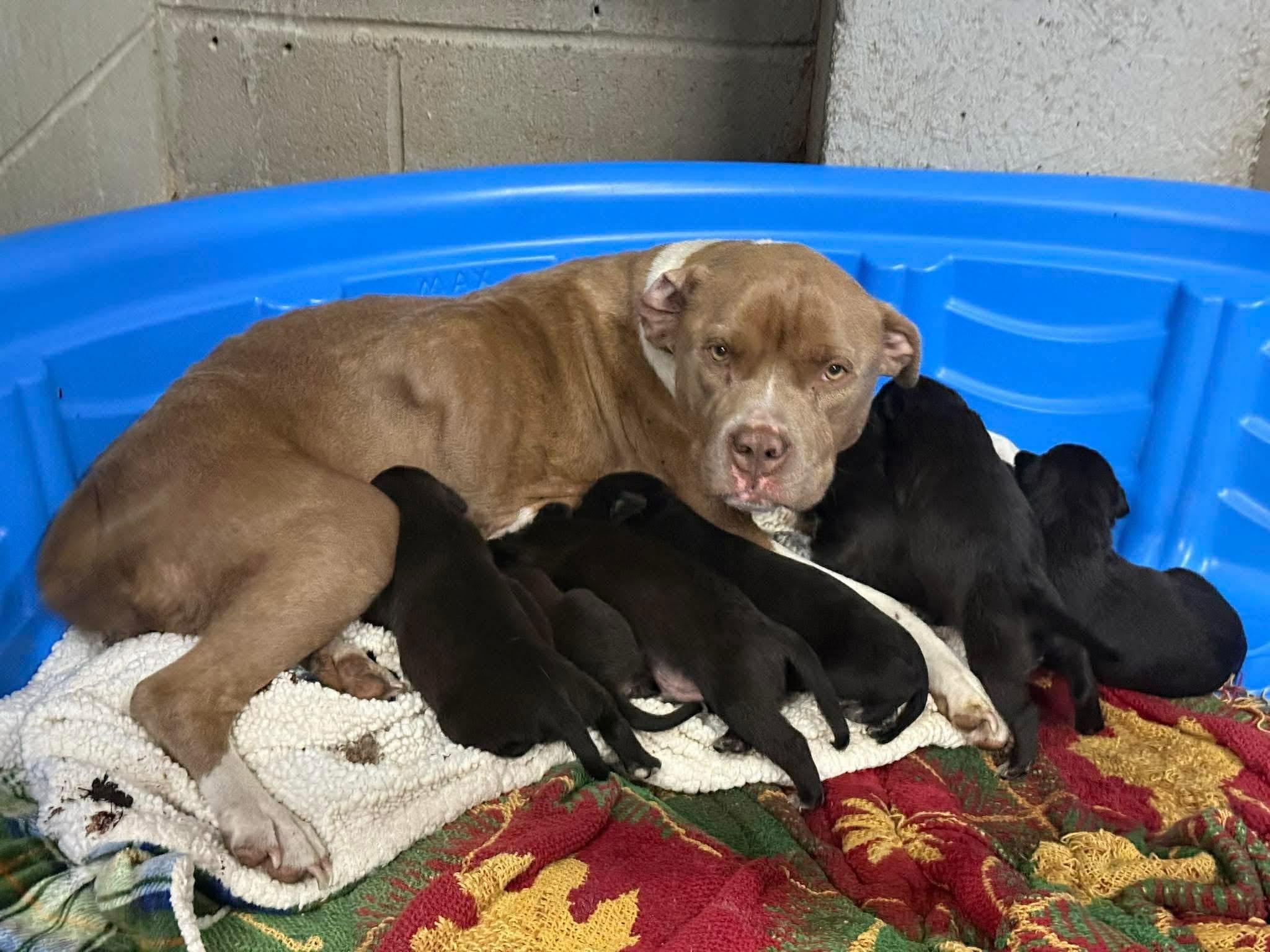 Enlarge Mia + 8 puppies , a ADOPTABLE mixed breed in Elizabethtown, NC image 1/1
