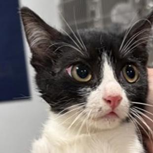 Guppy, Adoptable, Kitten Female Domestic Short Hair.