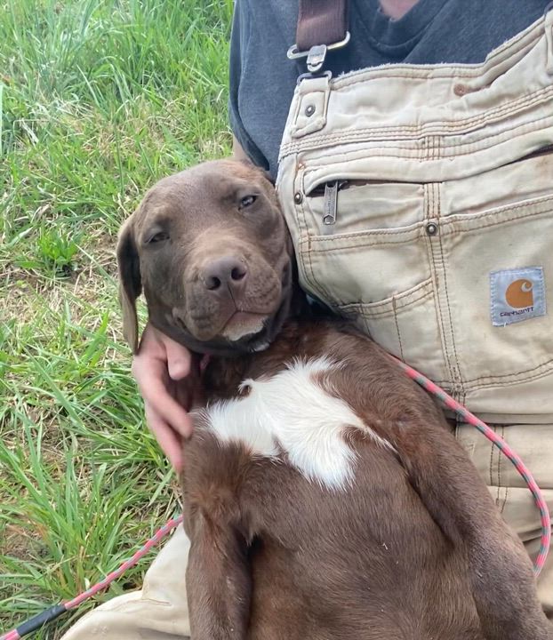 Enlarge River, a Adoptable mixed breed in Horse Shoe, NC video 5/6