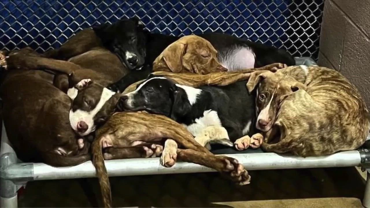 Enlarge River, a Adoptable mixed breed in Horse Shoe, NC video 6/6