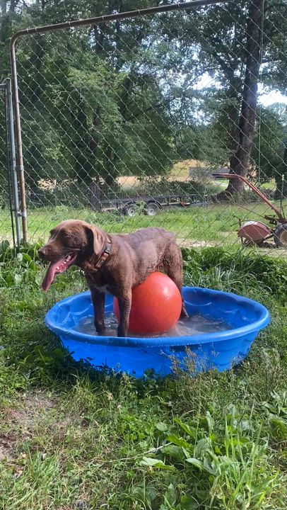 Enlarge River, a Adoptable mixed breed in Horse Shoe, NC video 3/6