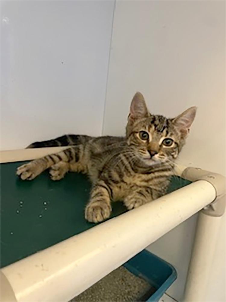 Lexy, a Adoptable Domestic Short Hair in Weehawken, NJ image 1/4