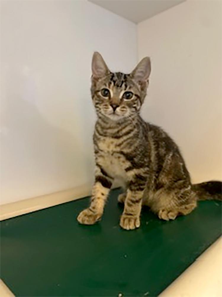 Lexy, a Adoptable Domestic Short Hair in Weehawken, NJ image 2/4