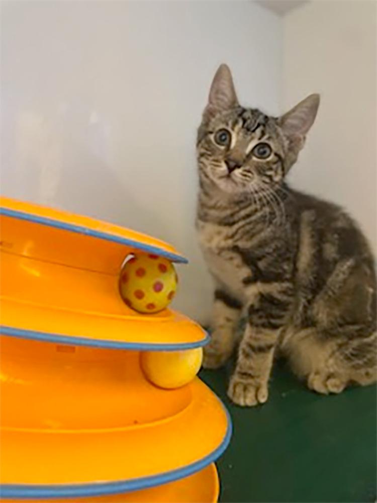 Lexy, a Adoptable Domestic Short Hair in Weehawken, NJ image 3/4
