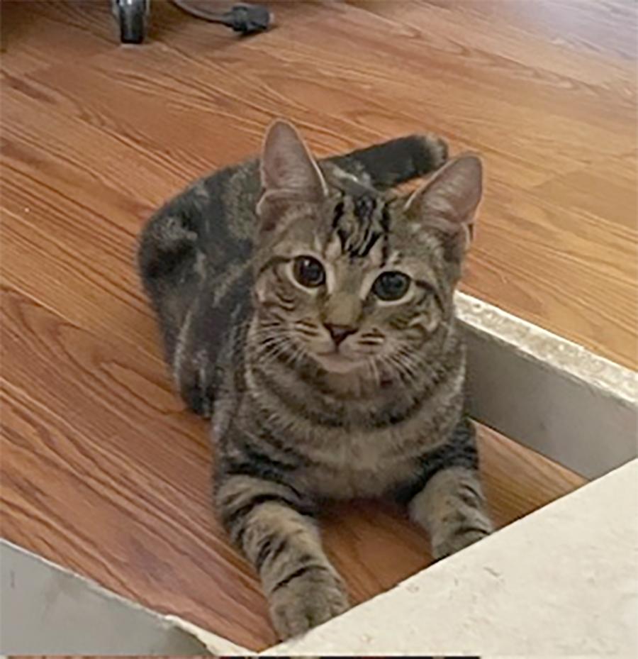 Lexy, a Adoptable Domestic Short Hair in Weehawken, NJ image 4/4