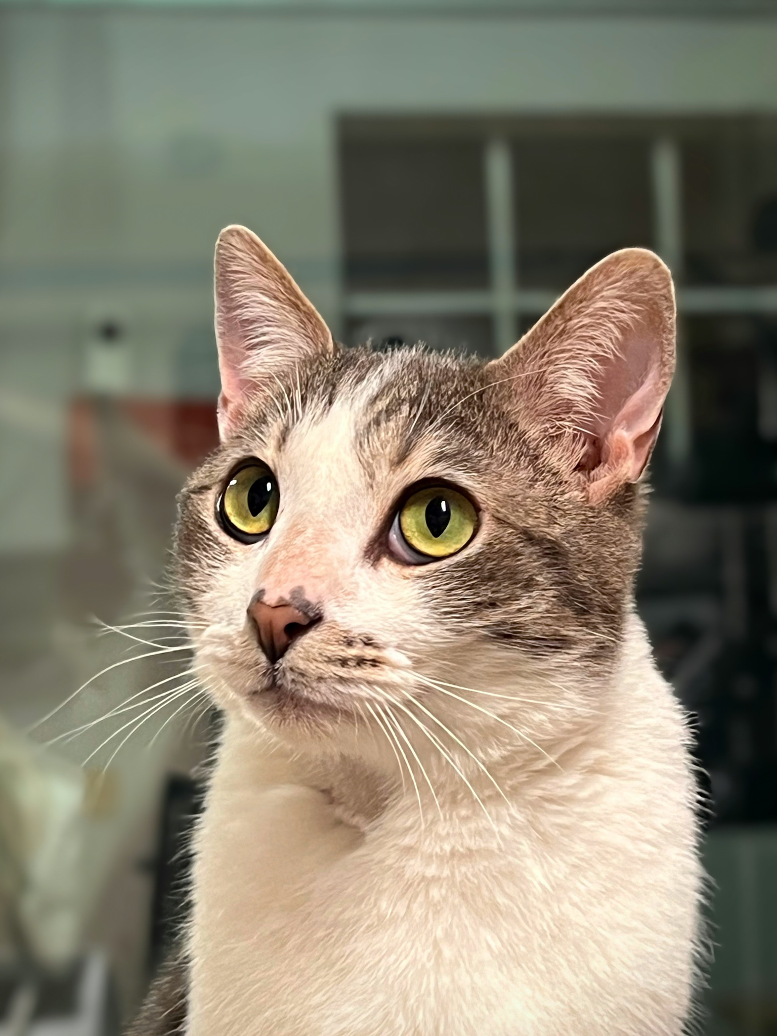 Kevin, Adult Male Domestic Short Hair