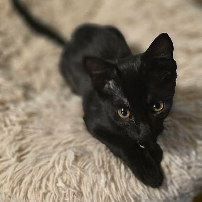 Saber, Adoptable, Kitten Female Domestic Short Hair.
