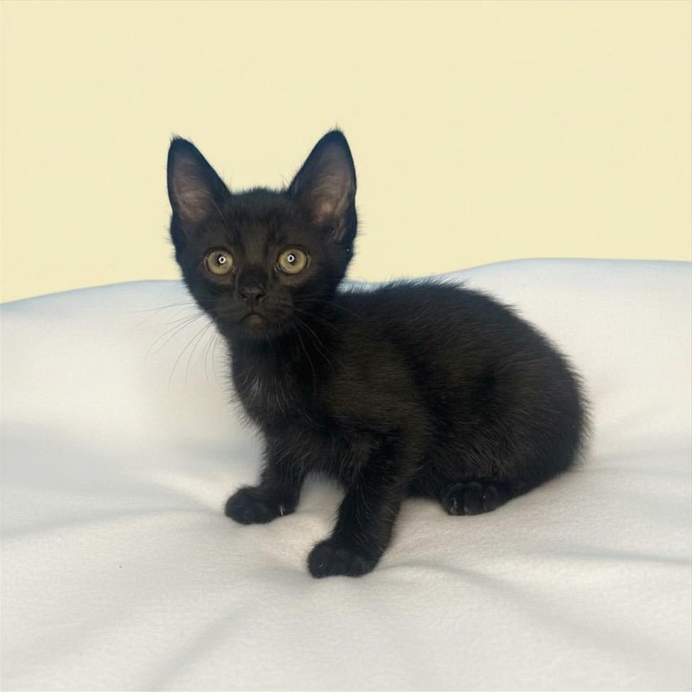 Saber, Adoptable, Kitten Female Domestic Short Hair.