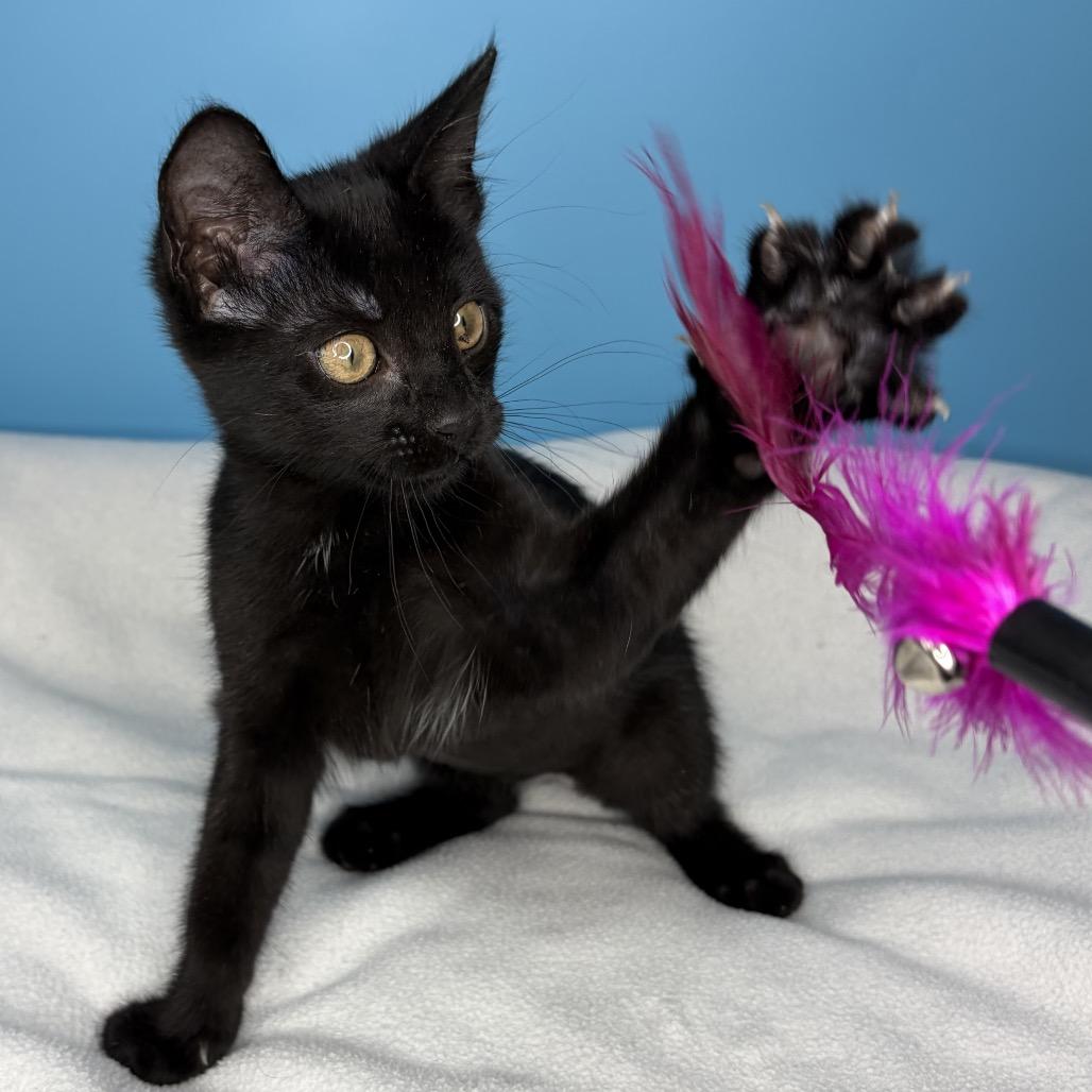 Saber, a Adoptable Domestic Short Hair in San Antonio, TX image 2/5