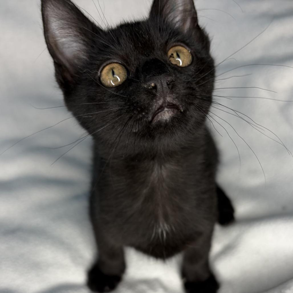 Saber, a Adoptable Domestic Short Hair in San Antonio, TX image 3/5