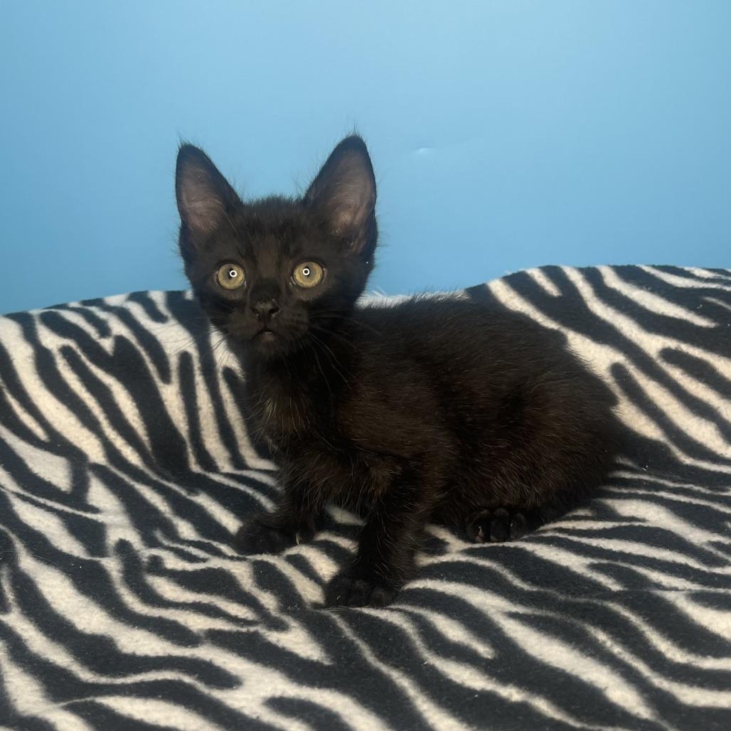 Saber, a Adoptable Domestic Short Hair in San Antonio, TX image 4/5