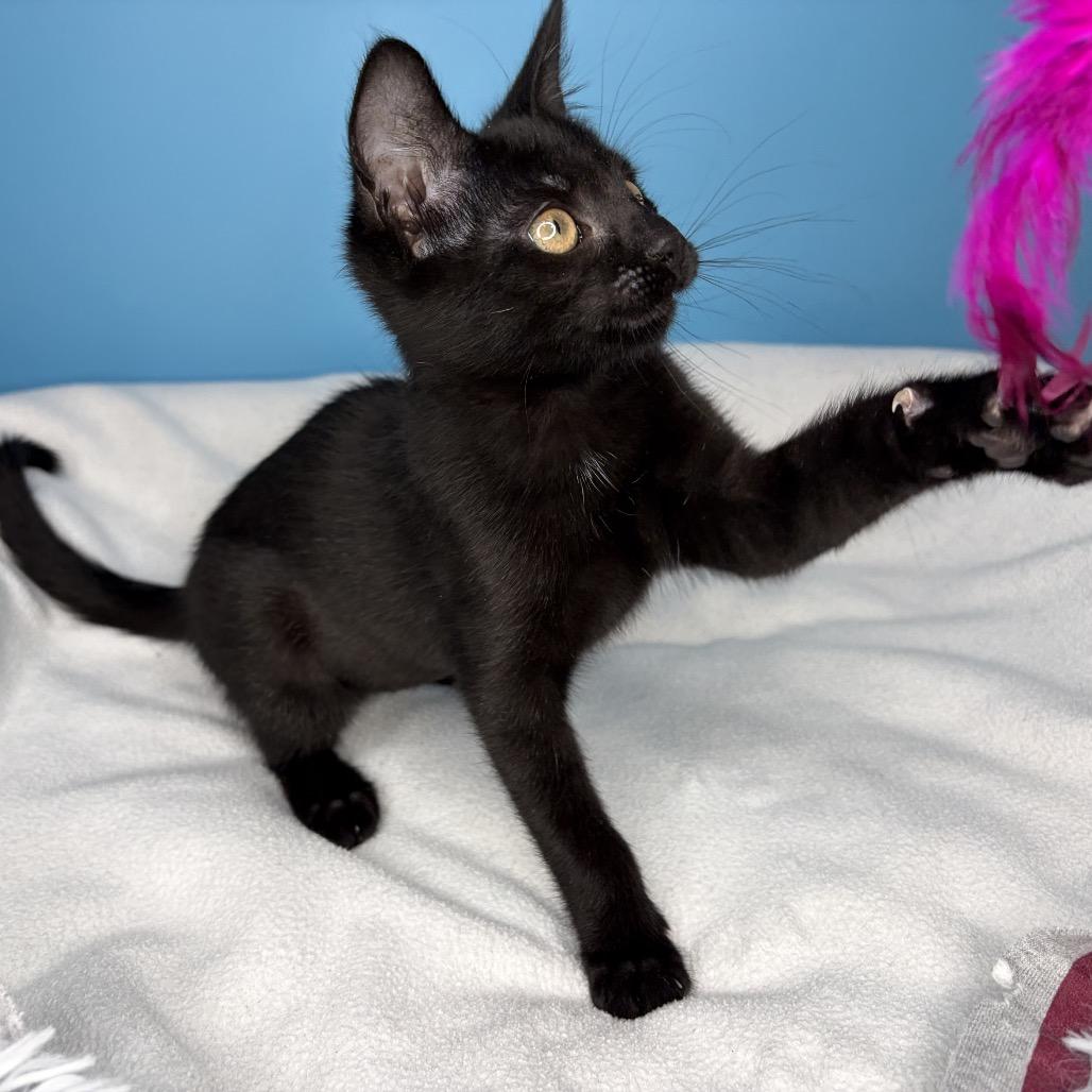 Saber, a Adoptable Domestic Short Hair in San Antonio, TX image 5/5