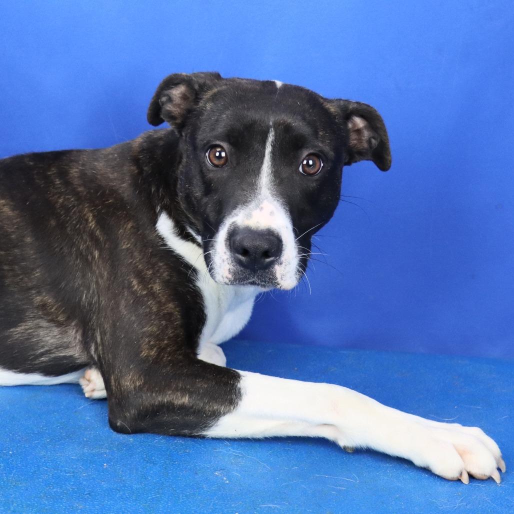 Enlarge Brownie - 073105T, a Adoptable Mountain Cur in Tupelo, MS image 2/3