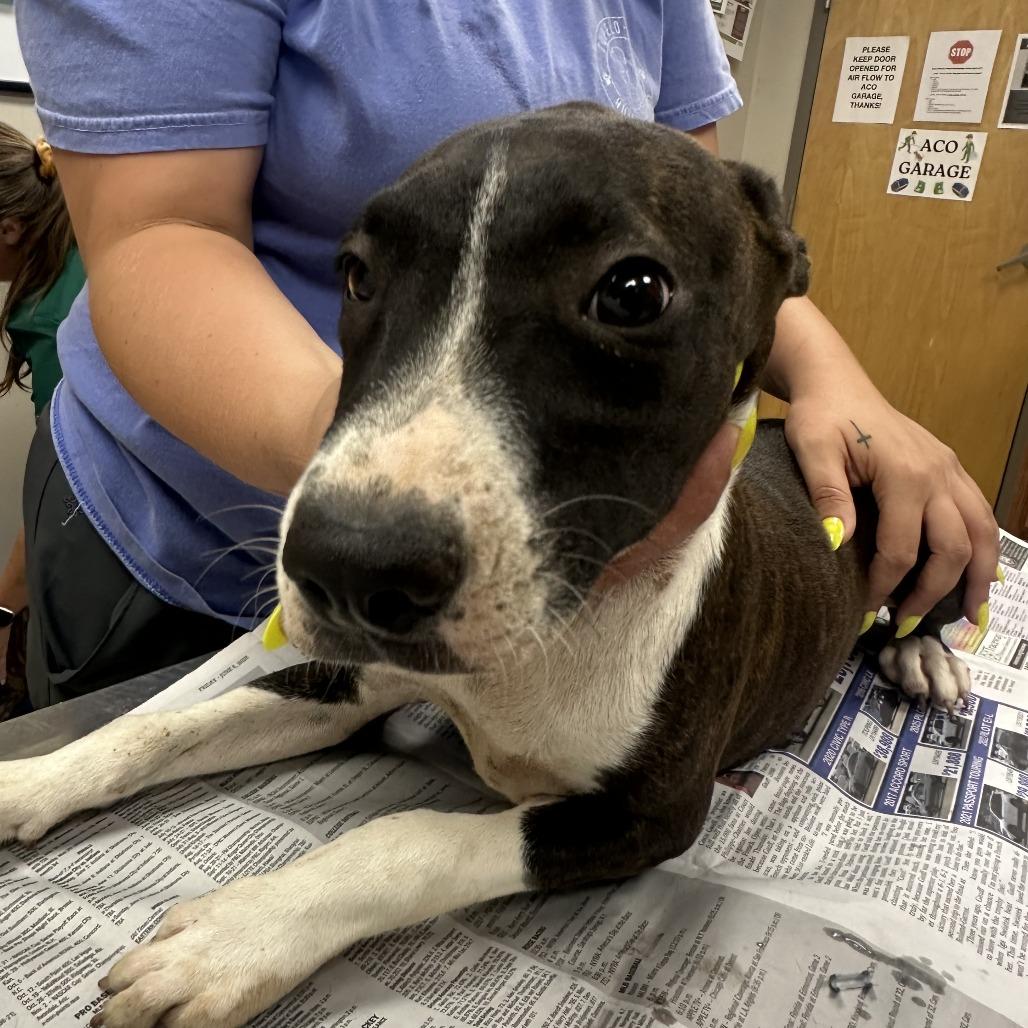 Brownie - 073105T, a Adoptable Mountain Cur in Tupelo, MS image 2/2