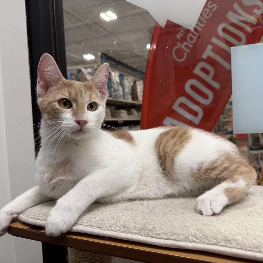 Skipper, Adoptable, Young Male American Shorthair.