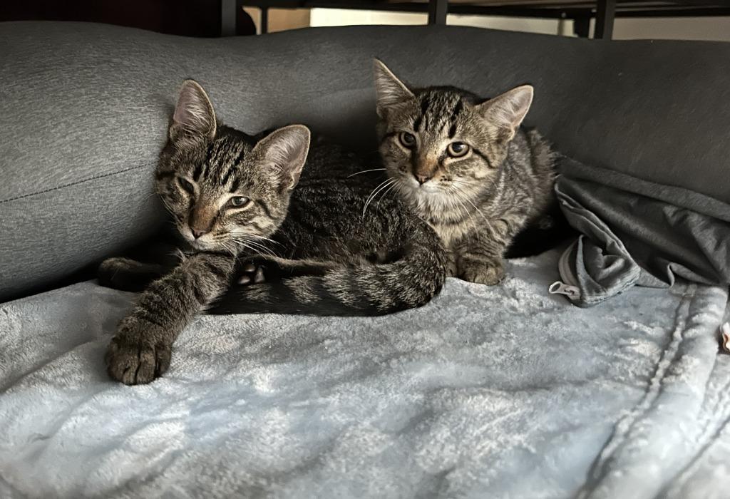 Enlarge Rizzo & Ruby, a Adoptable mixed breed in Rockford, IL image 2/3