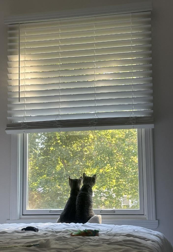 Enlarge Rizzo & Ruby, a Adoptable mixed breed in Rockford, IL image 3/3