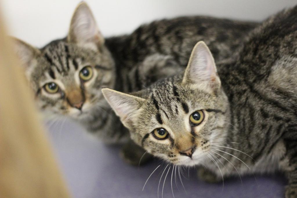 Enlarge Rizzo & Ruby, a Adoptable mixed breed in Rockford, IL image 1/3